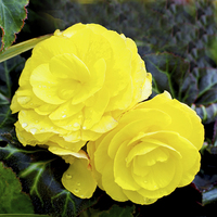 Buy canvas prints of  Beautiful Yellow Begonia by Frank Irwin