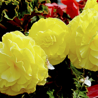 Buy canvas prints of  Beautiful Yellow Begonia by Frank Irwin