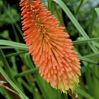 Buy canvas prints of  Red Hot Poker plant, Kniphifia. by Frank Irwin