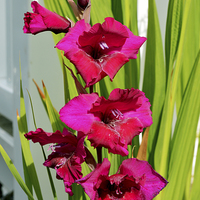 Buy canvas prints of Beautiful Gladiola in all its glory by Frank Irwin
