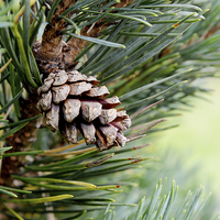 Buy canvas prints of  An early developing pine cone by Frank Irwin