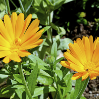 Buy canvas prints of  Colourful Orange Signet Marigolds, by Frank Irwin