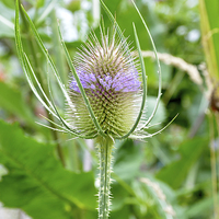 Buy canvas prints of The  Common Purple Thistle plant by Frank Irwin