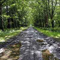 Buy canvas prints of  Tree lined Avenue to nowhere by Frank Irwin