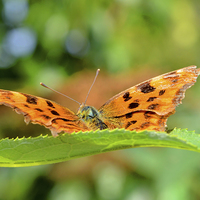 Buy canvas prints of  The beautiful Comma Butterfly, head on by Frank Irwin