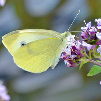 Buy canvas prints of  The ‘small white’ butterfly by Frank Irwin