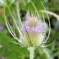 Buy canvas prints of  Common Purple Thistle  by Frank Irwin