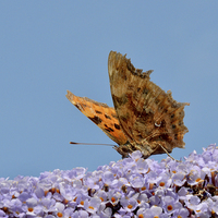 Buy canvas prints of The Beautiful Comma butterfly by Frank Irwin