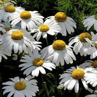 Buy canvas prints of  The Prolific Shasta daisy by Frank Irwin
