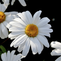 Buy canvas prints of  The Prolific Shasta daisy by Frank Irwin