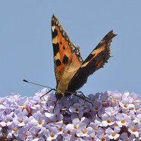 Buy canvas prints of  A beautiful Tortoiseshell butterfly feeds on Budd by Frank Irwin