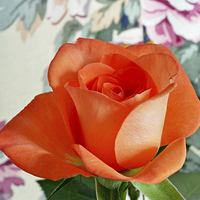 Buy canvas prints of  Beautiful Orange Hybrid Tea rose by Frank Irwin