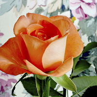 Buy canvas prints of Beautiful Orange Hybrid Tea rose  by Frank Irwin