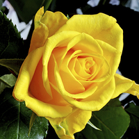 Buy canvas prints of Beautiful Yellow Hybrid Tea rose by Frank Irwin
