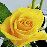 Buy canvas prints of Beautiful Yellow Hybrid Tea rose in all its glory by Frank Irwin