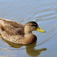 Buy canvas prints of  A small duck swims happily along by Frank Irwin