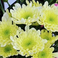 Buy canvas prints of  Yellow Chrysanthemum head in full bloom. by Frank Irwin