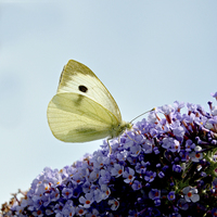 Buy canvas prints of  The ‘small white’ butterfly by Frank Irwin