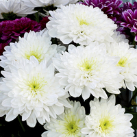 Buy canvas prints of  White Chrysanthemum head in full bloom. by Frank Irwin