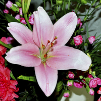 Buy canvas prints of  Beautiful pink lily in all its glory by Frank Irwin