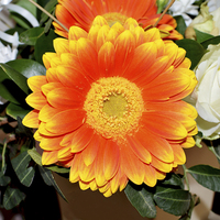 Buy canvas prints of  Gerbera Jamesonii in all its glory by Frank Irwin