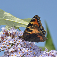 Buy canvas prints of Tortoiseshell butterfly, insects, beautiful butter by Frank Irwin