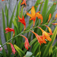 Buy canvas prints of  Colourful & Close-up Montbretia in all its glory by Frank Irwin