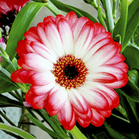 Buy canvas prints of  Gerbera Jamesonii in all its glory by Frank Irwin