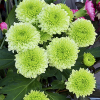 Buy canvas prints of  Small Green Chrysanthemums in full bloom. by Frank Irwin