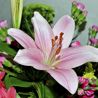 Buy canvas prints of  A beautiful Pink Lilly in all its glory by Frank Irwin