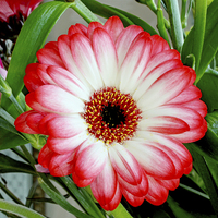 Buy canvas prints of Gerbera Jamesonii in all its glory    by Frank Irwin