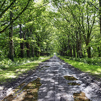 Buy canvas prints of  Tree lined Avenue to nowhere by Frank Irwin