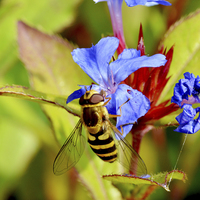 Buy canvas prints of  Wasp on a small ground cover flower by Frank Irwin