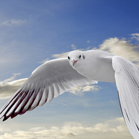 Buy canvas prints of  The Ring-billed Gull in flight by Frank Irwin