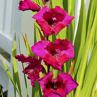 Buy canvas prints of  Beautiful Gladiola in all its glory by Frank Irwin