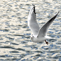 Buy canvas prints of  The Ring-billed Gull in flight by Frank Irwin