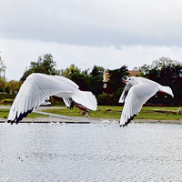 Buy canvas prints of  Ring-billed Gulls in flight by Frank Irwin