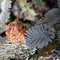 Buy canvas prints of  A beautiful fir cone just arriving by Frank Irwin