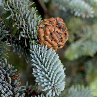 Buy canvas prints of  A beautiful fir cone just arriving by Frank Irwin