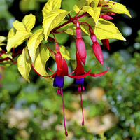 Buy canvas prints of  Beautiful Fuchsia in full bloom, second show, by Frank Irwin