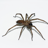 Buy canvas prints of  The Domestic House spider by Frank Irwin