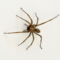 Buy canvas prints of The Domestic House spider by Frank Irwin