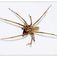 Buy canvas prints of  The Domestic House spider by Frank Irwin