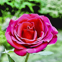 Buy canvas prints of  An artwork of a Red Hybrid Tea Rose by Frank Irwin