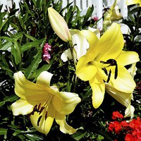 Buy canvas prints of  Artwork of beautiful Yellow Lilies by Frank Irwin