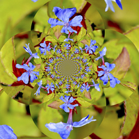 Buy canvas prints of  Composition of blue flowers by Frank Irwin