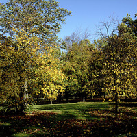 Buy canvas prints of  Autumnal colours in the park by Frank Irwin