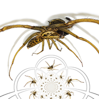 Buy canvas prints of  Arachnophobia a go-go by Frank Irwin