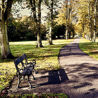 Buy canvas prints of  Autumnal colours in the park by Frank Irwin