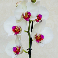 Buy canvas prints of Beautiful White Phalaenopsis Orchid by Frank Irwin